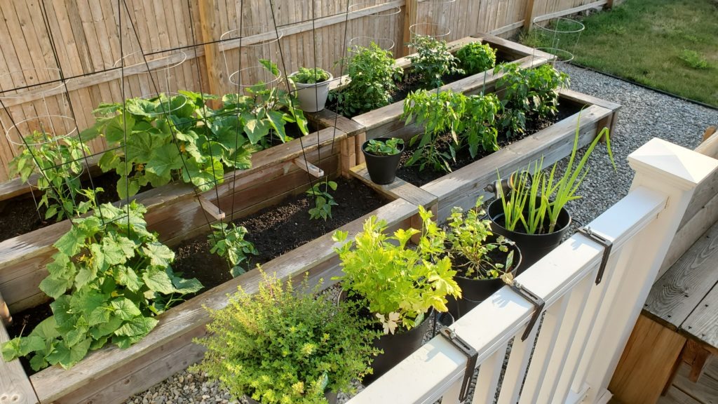 plant based eating inspires many gardeners to grow their own food